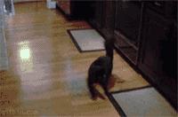 金毛穿丝袜,金毛被裹脚