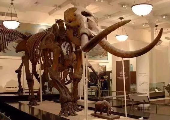 西伯利亚冻土层猛犸象牙 (西伯利亚的猛犸象牙猎人)