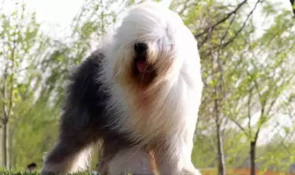 各种狗的身价排行榜,宠物狗什么狗最便宜还好看