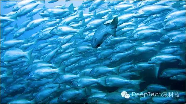 机器人世界杯机器人,机器人世界杯规则