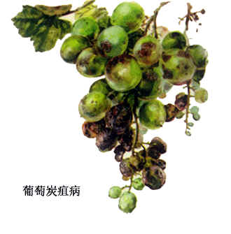 葡萄霜霉病发病规律,葡萄黑痘病的发病规律