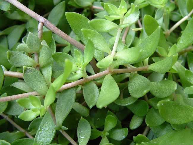 这种野草居然是肝病良药,这种草居然能治病