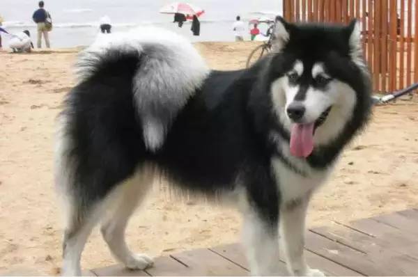 各种狗的身价排行榜,宠物狗什么狗最便宜还好看