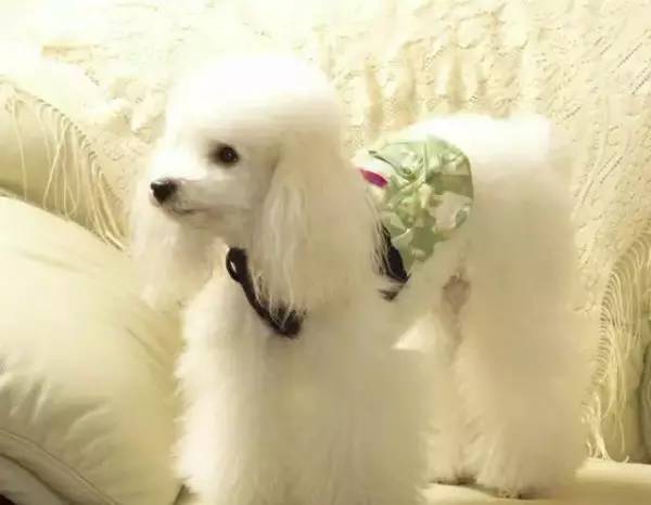 各种狗的身价排行榜,宠物狗什么狗最便宜还好看