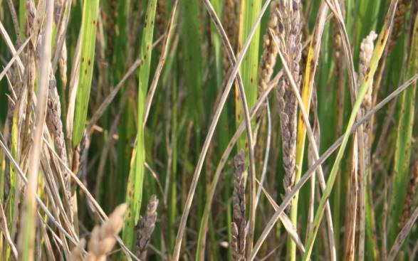 水稻白穗发生原因（完全版）