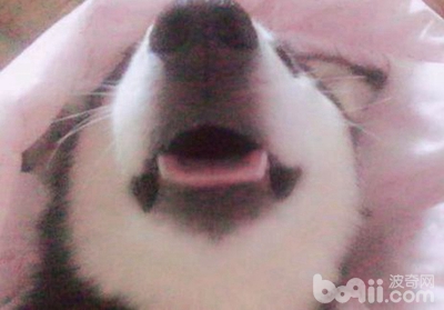 二哈狗爪子被咬了,二哈被小狗咬伤