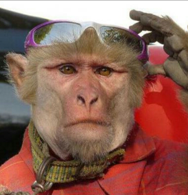 朋友圈动物照片配文,动物搞笑短视频无水印