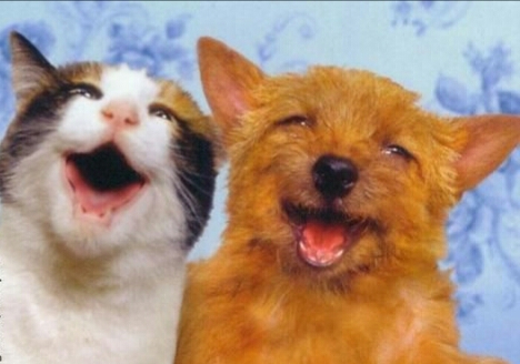 朋友圈动物照片配文,动物搞笑短视频无水印