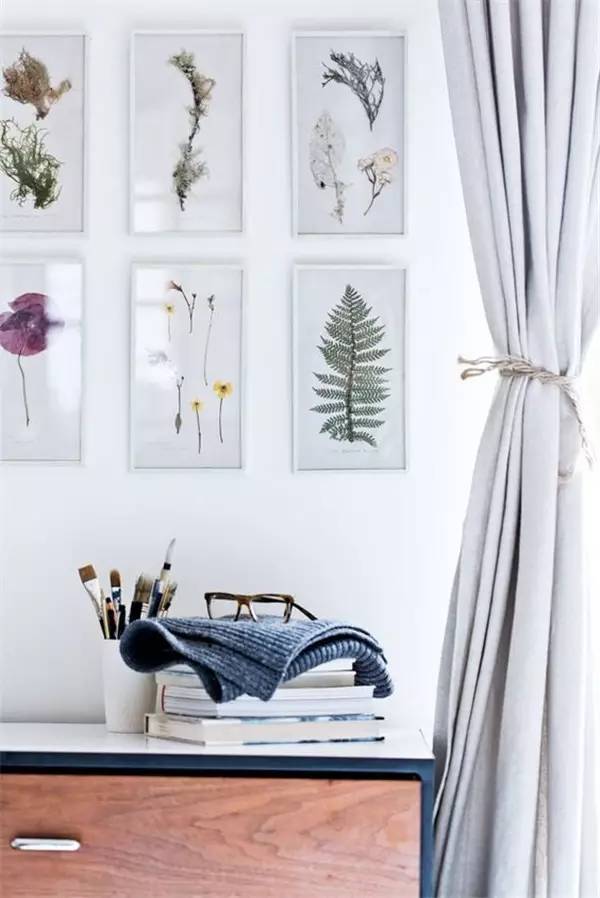 植物标本怎么装饰墙面 (植物标本室内装修挂件)