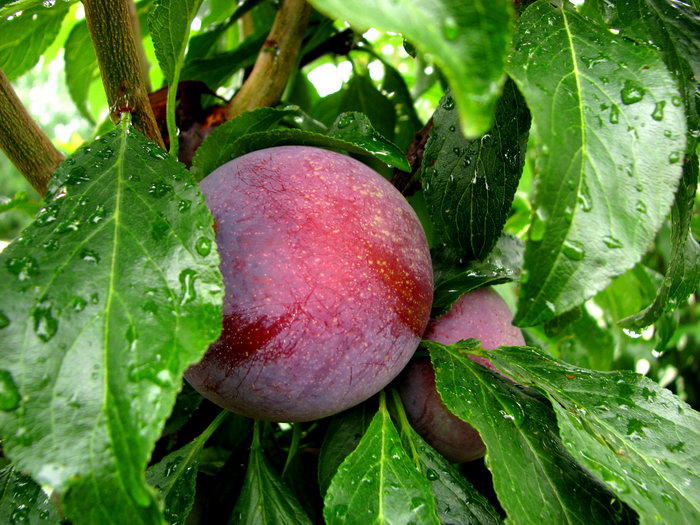 果树衰老怎么治疗,果树进入衰老期怎么办