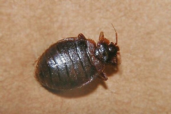 臭虫叮咬严重吗,被臭虫咬什么感觉