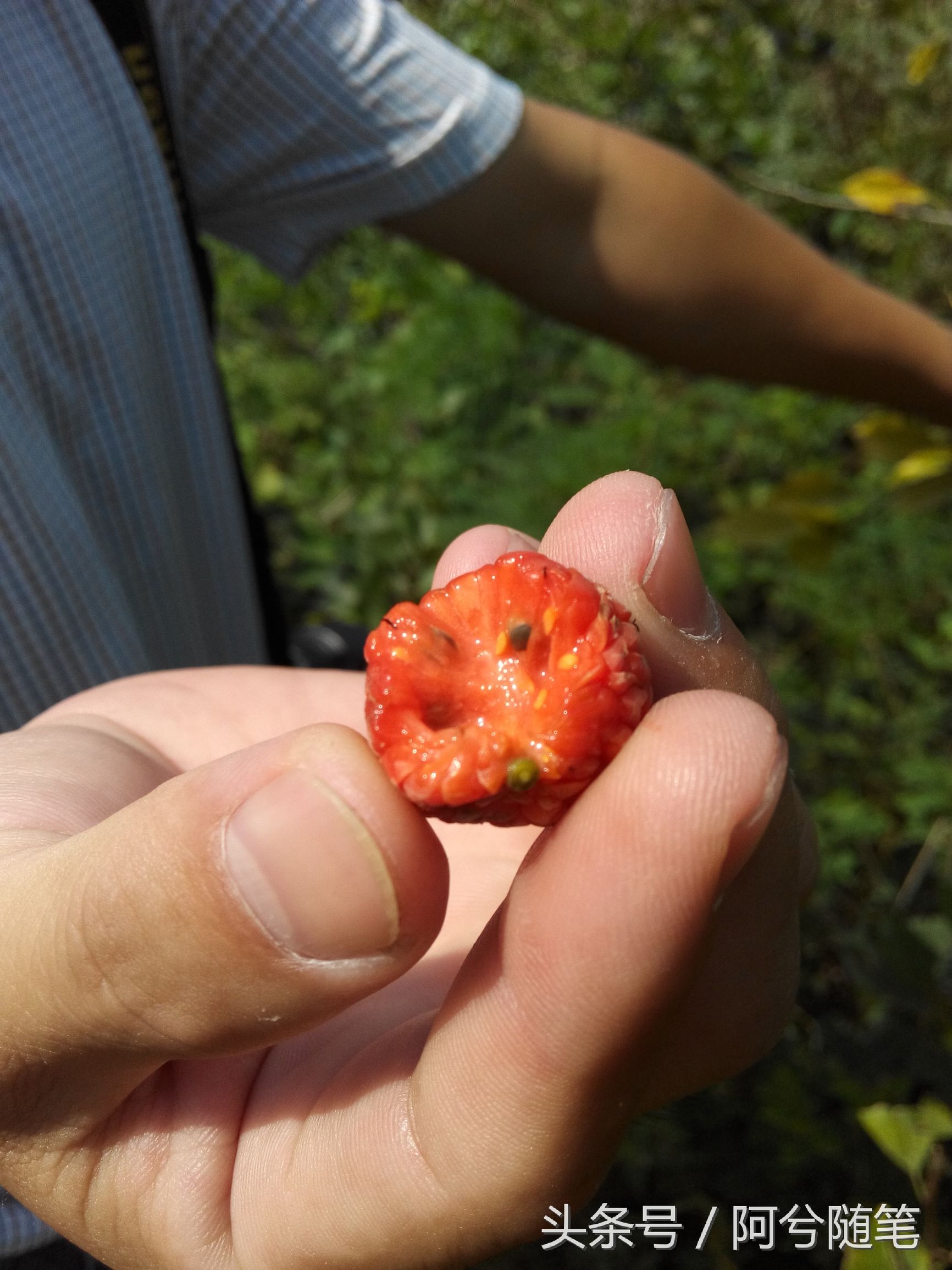 农村人称“战战棘子”的植物，民间用来治肺癌~|阿兮随笔