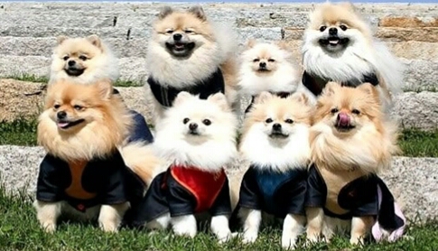 朋友圈动物照片配文,动物搞笑短视频无水印