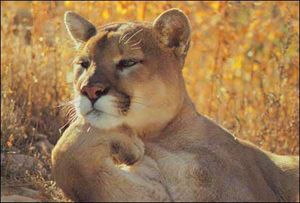 朋友圈动物照片配文,动物搞笑短视频无水印