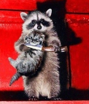 朋友圈动物照片配文,动物搞笑短视频无水印