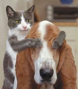 朋友圈动物照片配文,动物搞笑短视频无水印