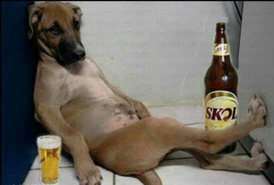 朋友圈动物照片配文,动物搞笑短视频无水印