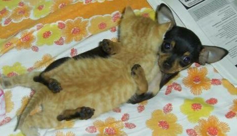 朋友圈动物照片配文,动物搞笑短视频无水印