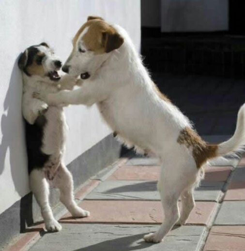 朋友圈动物照片配文,动物搞笑短视频无水印