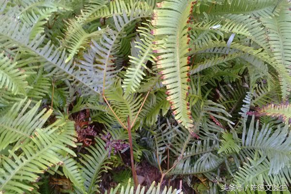 耳洞发炎红肿能摘吗,耳洞附近反复发炎怎么办