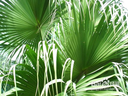 在野外没有绳子怎么做鱼竿,在没有绳子的情况下怎么制作绳索