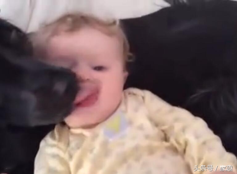 宠物狗舔了宝宝的嘴巴,狗狗舔狗宝宝