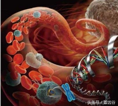 循环肿瘤细胞ctc检测技术,液体活检ctc多少费用