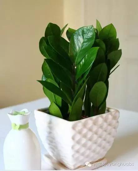 摇钱树都成光杆司令了，还怎么摇钱？