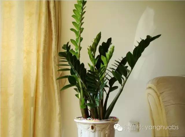 摇钱树都成光杆司令了，还怎么摇钱？