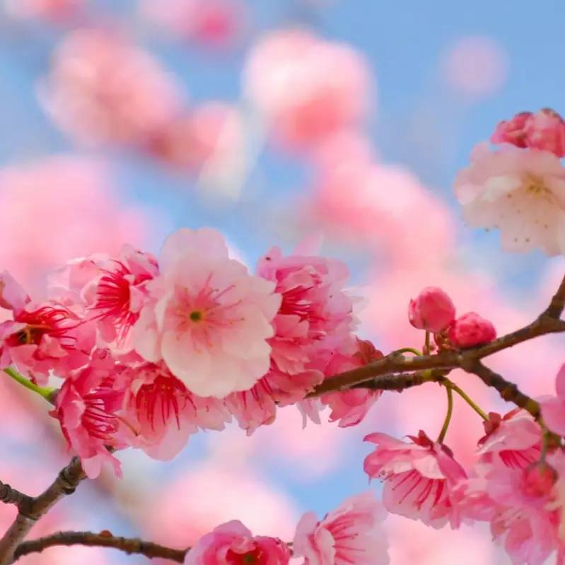 里约奥运会巅峰对决,2016年里约奥运会牵手