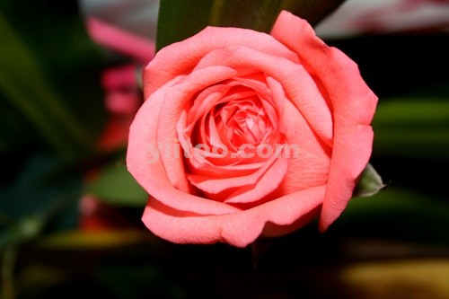 118朵花这个数字有什么寓意,118种花的花语合集图片