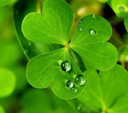 118朵花这个数字有什么寓意,118种花的花语合集图片