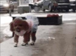 憋说话了,憋说话原版