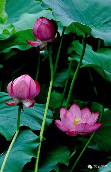 宽阔的茶盘上，与知己一起谈天论地