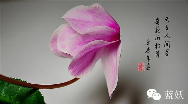 仙客来叶子边缘发黄怎么办,仙客来叶子发黄补救方法