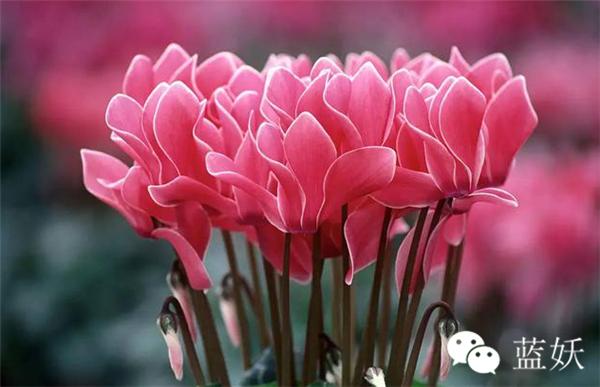 仙客来叶子边缘发黄怎么办,仙客来叶子发黄补救方法