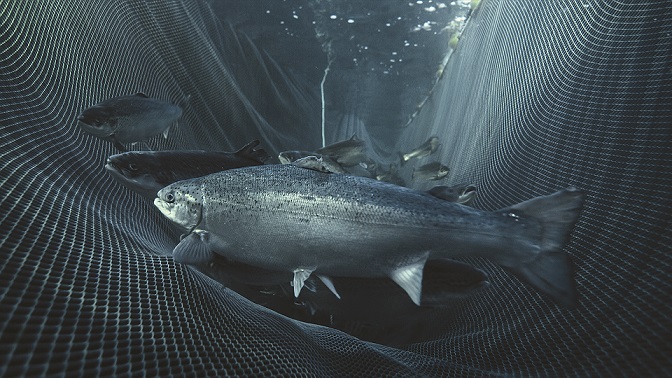 三文鱼总养殖量,全球各三文鱼产量