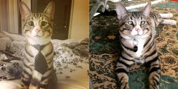 斗鸡眼的猫,斗鸡眼猫会自愈吗