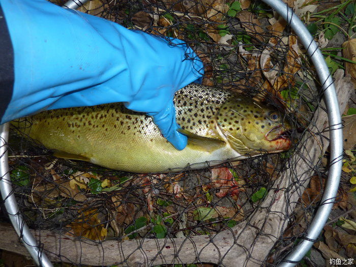 十全武功秘籍,十全大补汤钓鱼