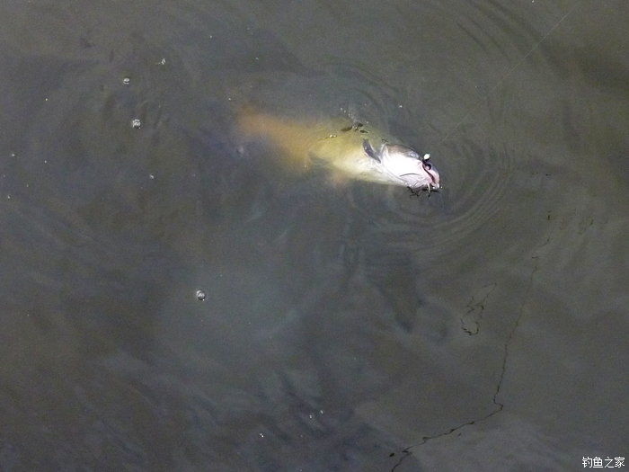 十全武功秘籍,十全大补汤钓鱼