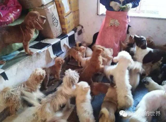 他们是最可爱的人作文700字 (他们是最可爱的人英语)