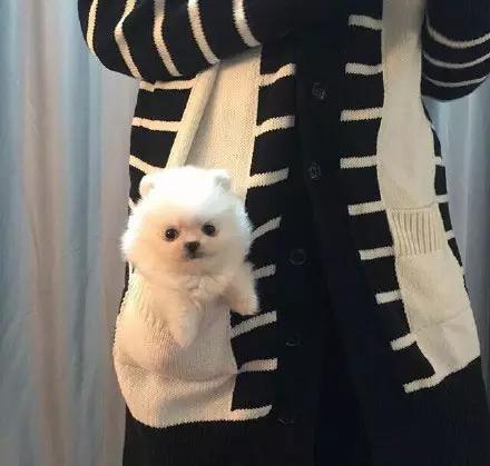 博美嘴巴边缘出血,超级可爱萌博美