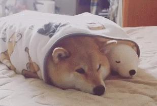 日本网友家的柴犬最爱抱着自己的玩具熊一起睡简直萌翻了