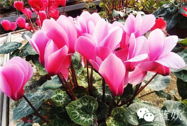 仙客来叶子边缘发黄怎么办,仙客来叶子发黄补救方法