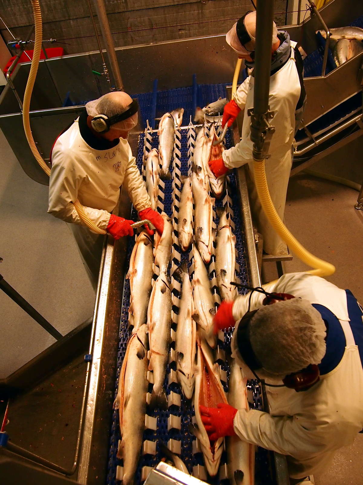 三文鱼总养殖量,全球各三文鱼产量