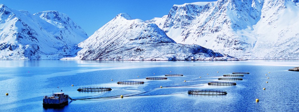 三文鱼总养殖量,全球各三文鱼产量