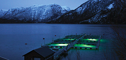 三文鱼总养殖量,全球各三文鱼产量