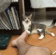 老坛酸菜用脚踩是什么工序,用我的脚踩过的老坛酸菜你会吃吗