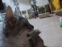 老坛酸菜用脚踩是什么工序,用我的脚踩过的老坛酸菜你会吃吗