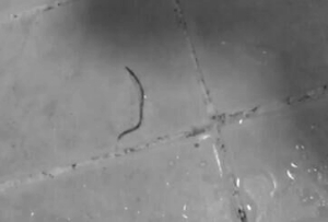 自来水有虫子疑因水池久未清理